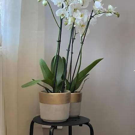 Superbe 40 M2 Confort Au Coeur De Apartment