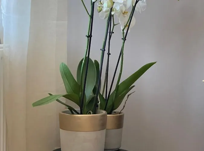 Superbe 40 M2 Confort Au Coeur De Apartment